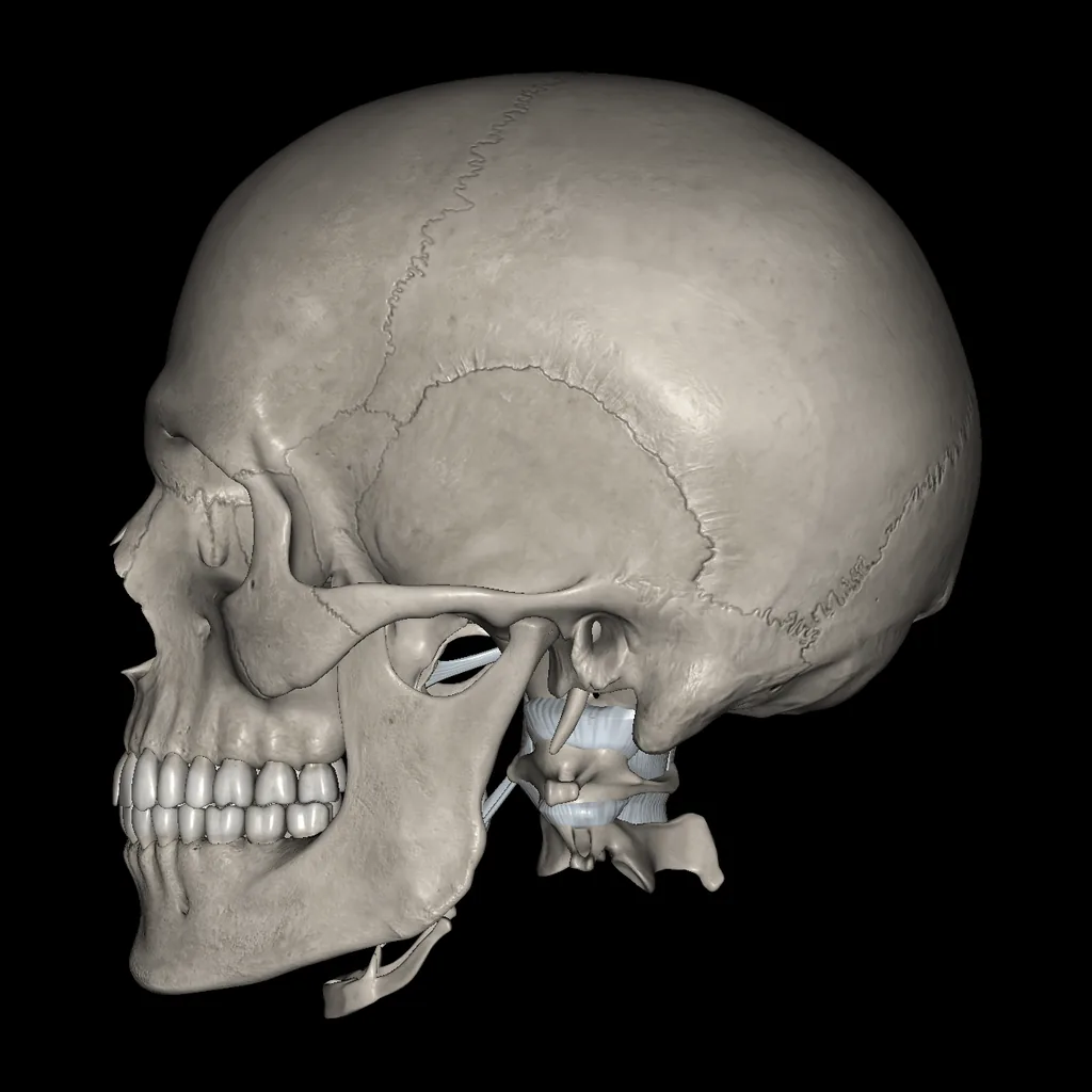 Head (Ligaments and bones), medial view