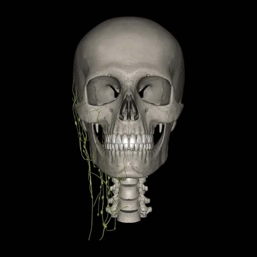 Head (Lymphatic system), anterior view