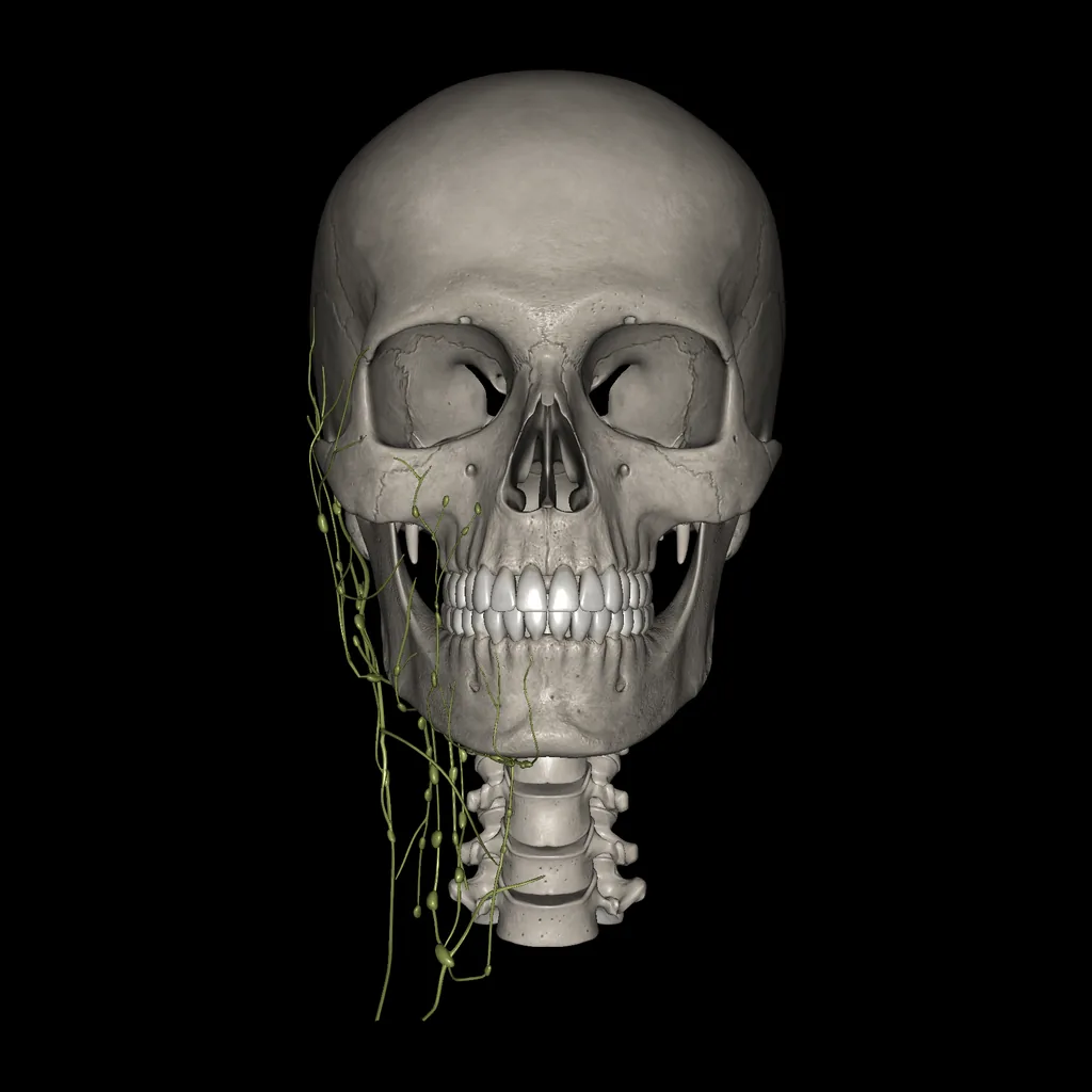 Head (Lymphatic system), anterior view
