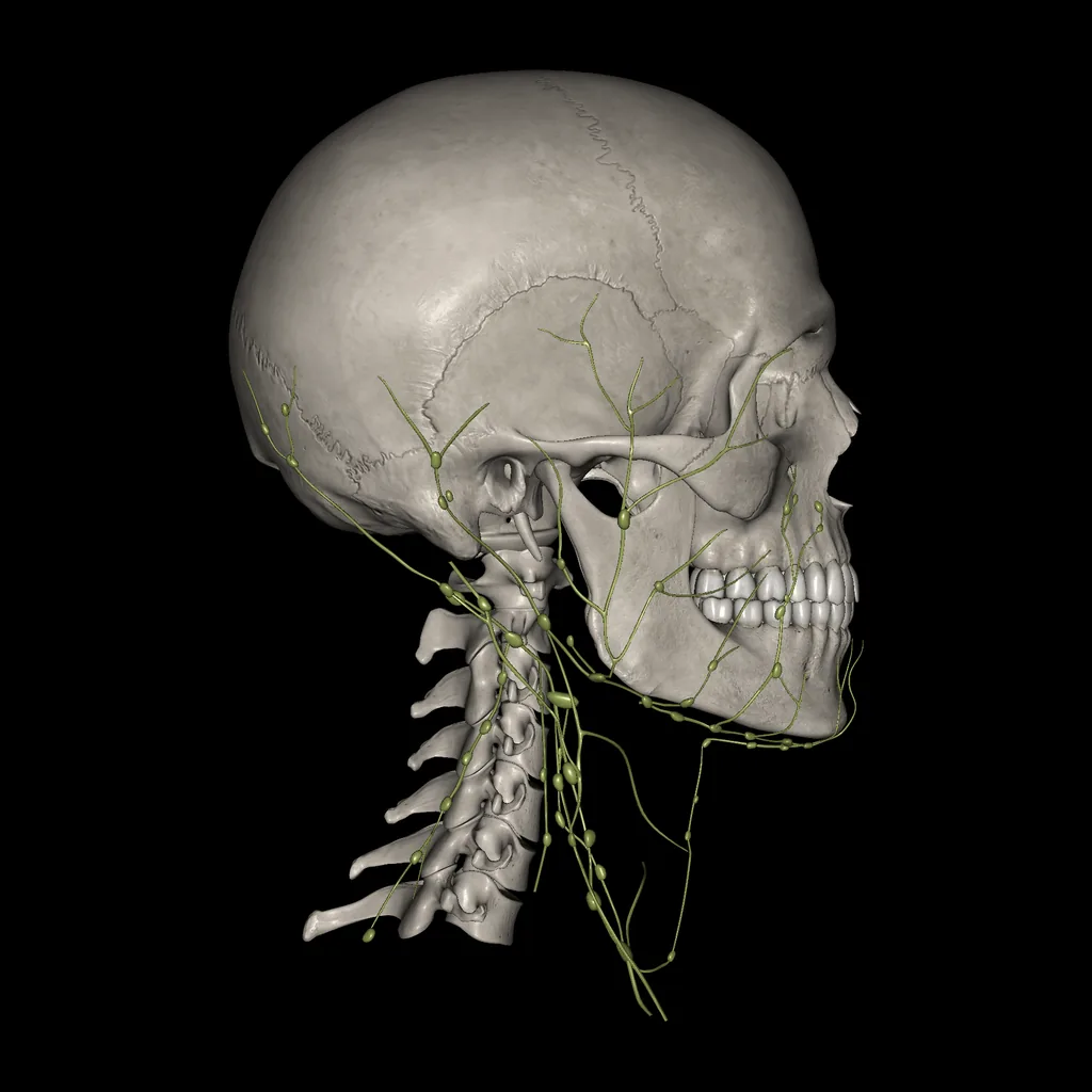 Head (Lymphatic system), lateral view