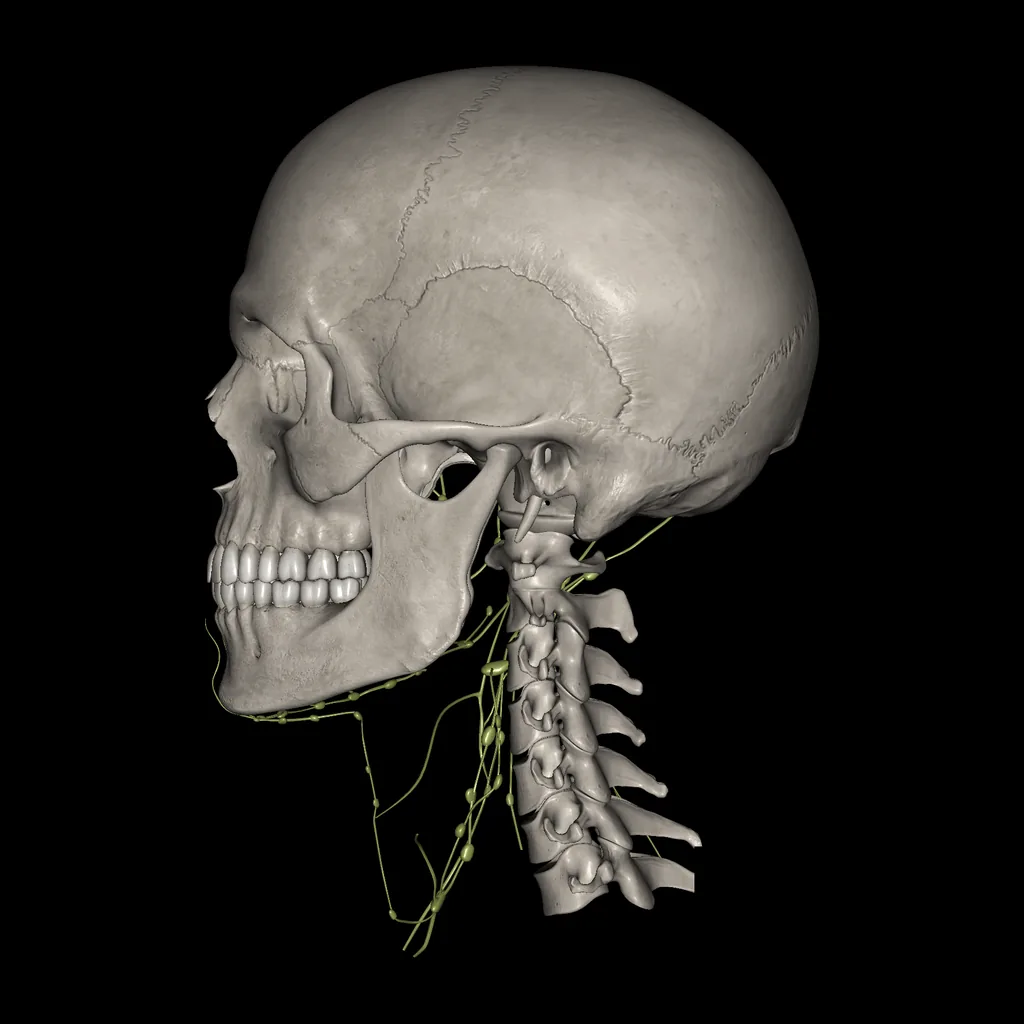 Head (Lymphatic system), medial view