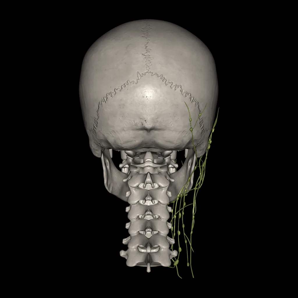 Head (Lymphatic system), posterior view
