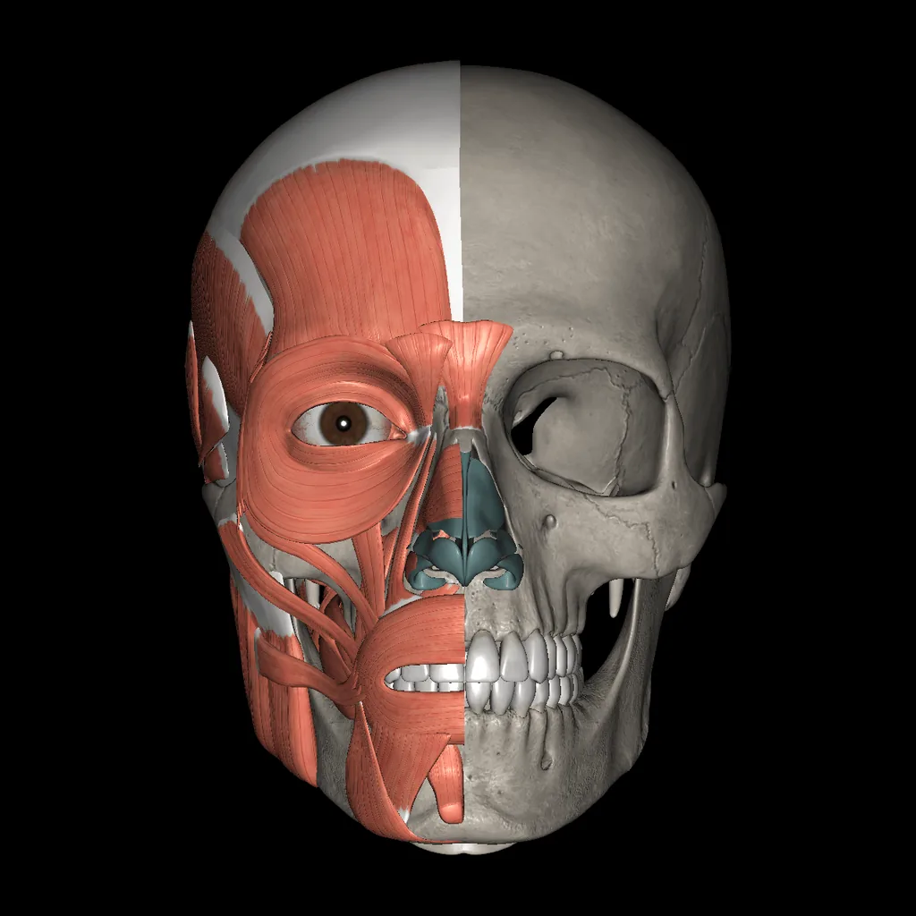 Head (Muscles and bones), anterior view