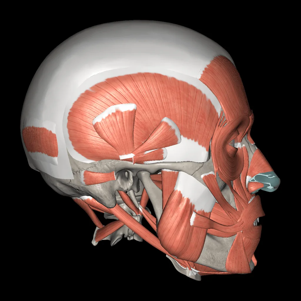 Head (Muscles and bones), lateral view