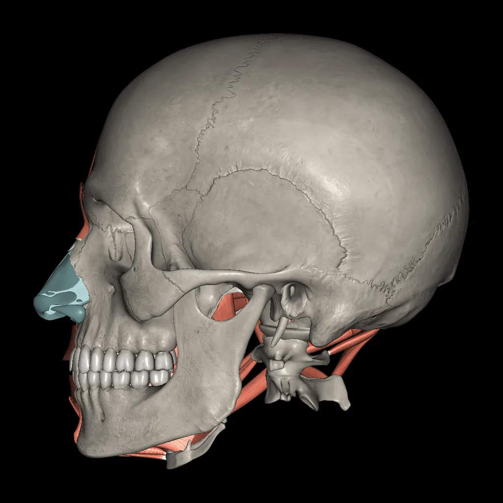 Head (Muscles and bones), medial view