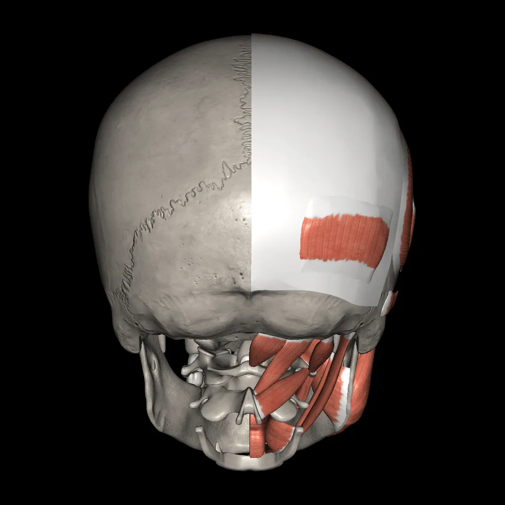 Head (Muscles and bones), posterior view