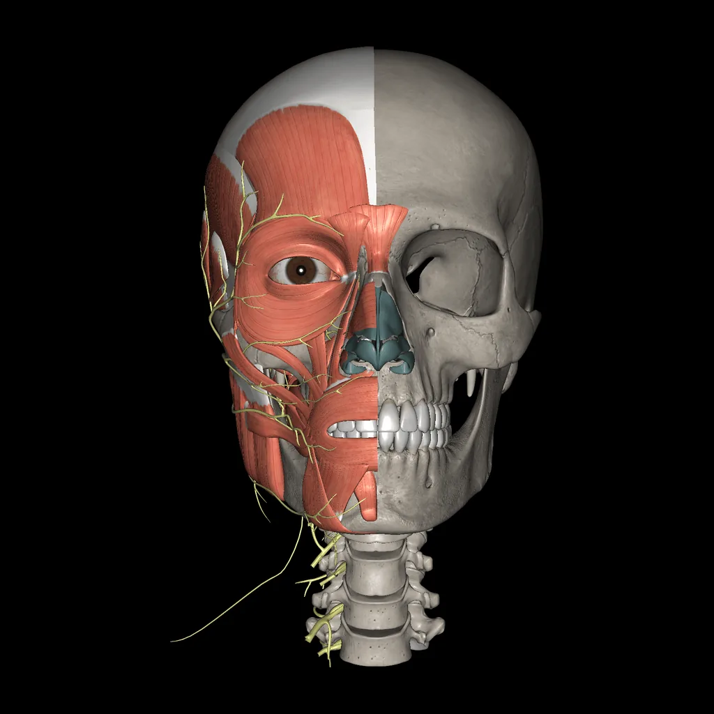 Head (Nerves and muscles), anterior view