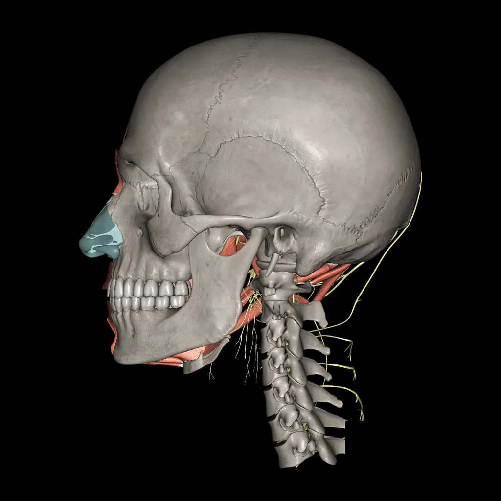 Head (Nerves and muscles), medial view