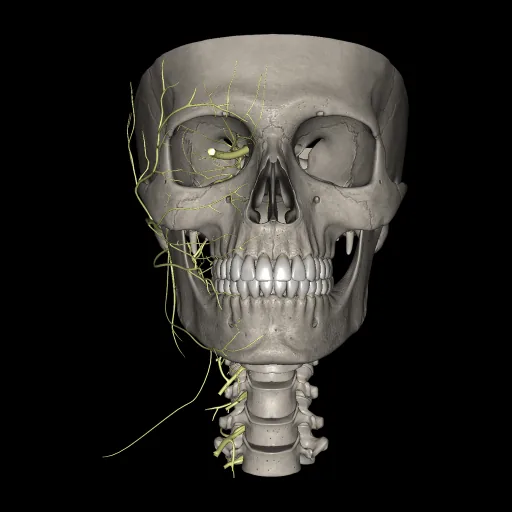 Head (Nerves), anterior view