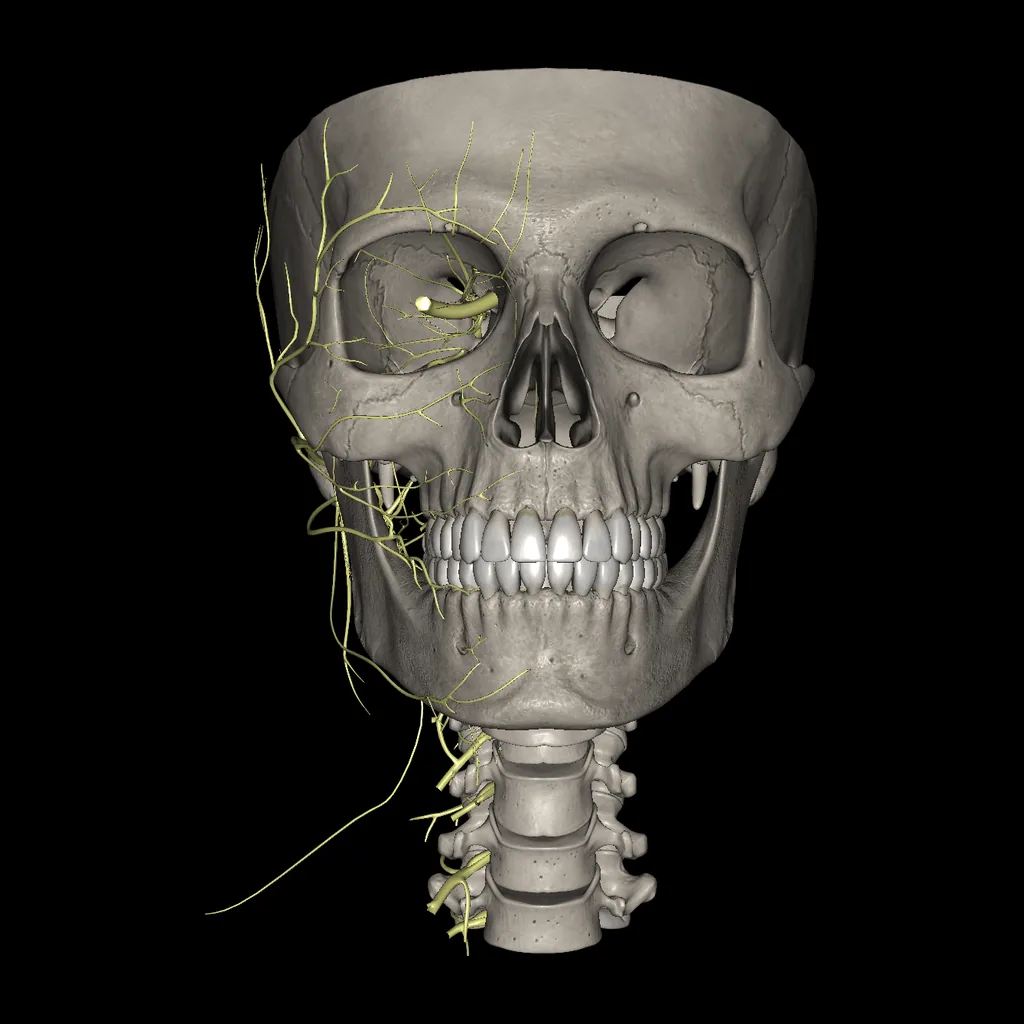 Head (Nerves), anterior view