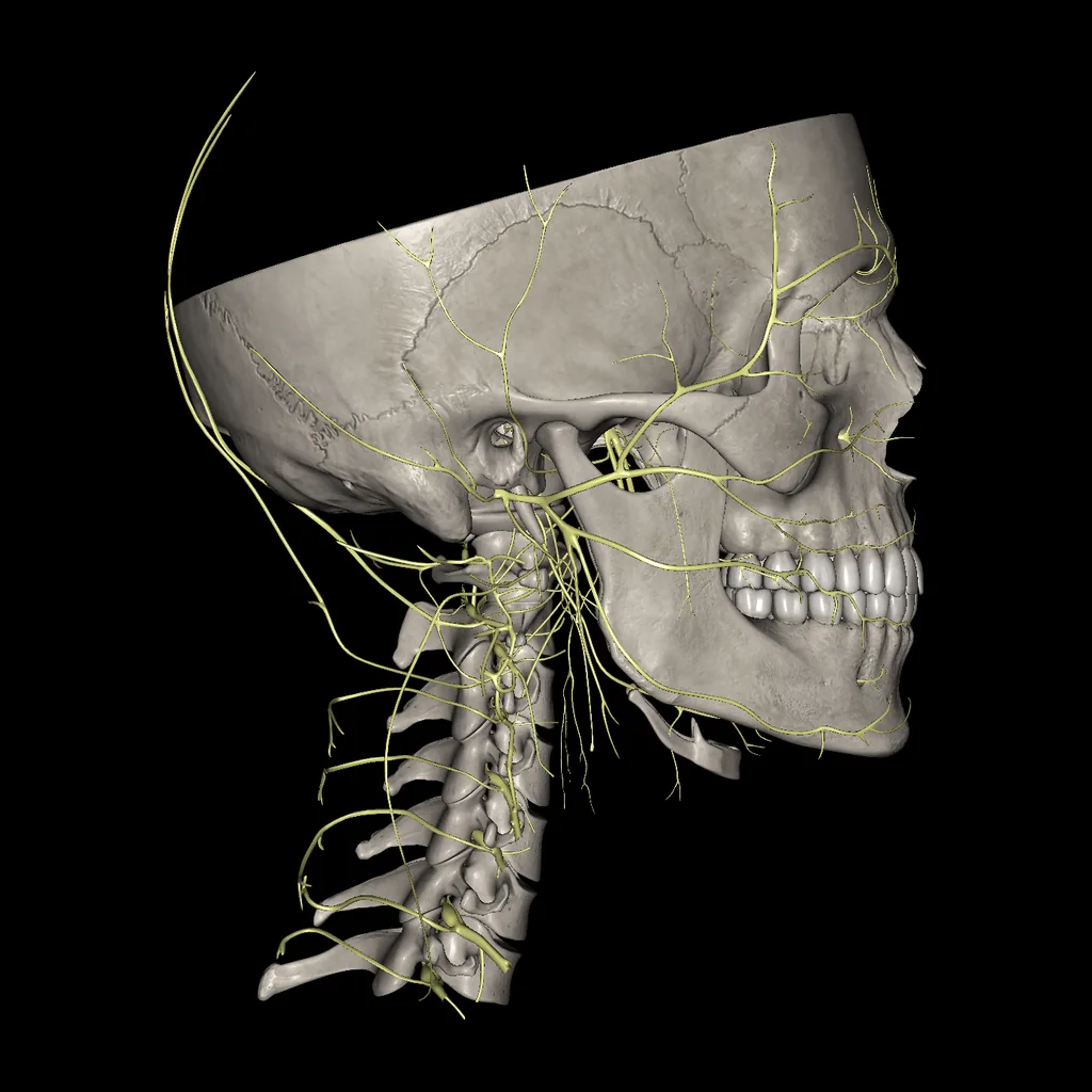 Head (Nerves), lateral view