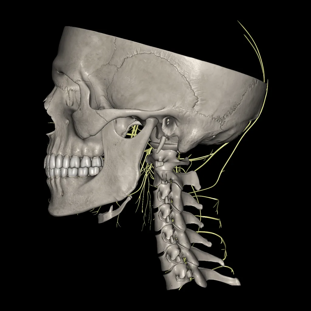 Head (Nerves), medial view