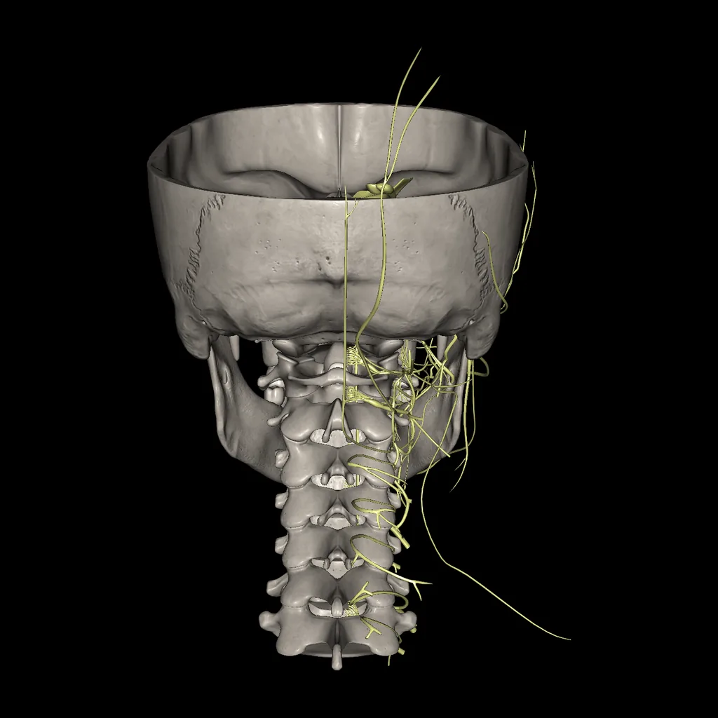 Head (Nerves), posterior view