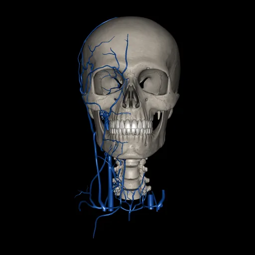Head (Veins), anterior view