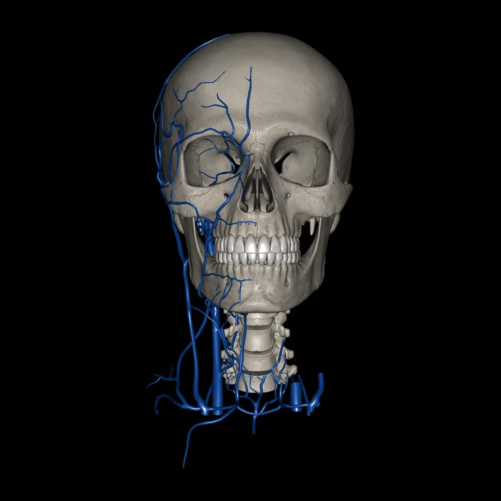 Head (Veins), anterior view