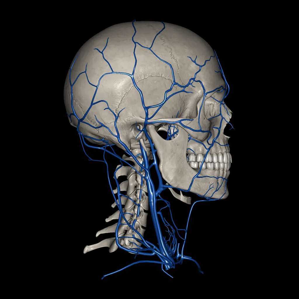 Head (Veins), lateral view