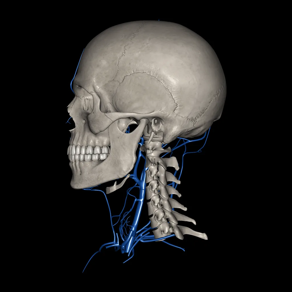 Head (Veins), medial view