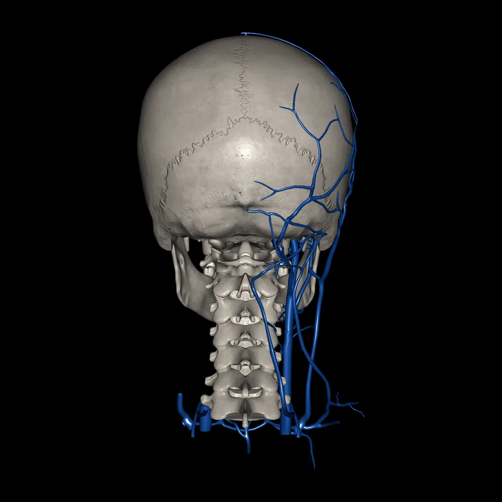 Head (Veins), posterior view