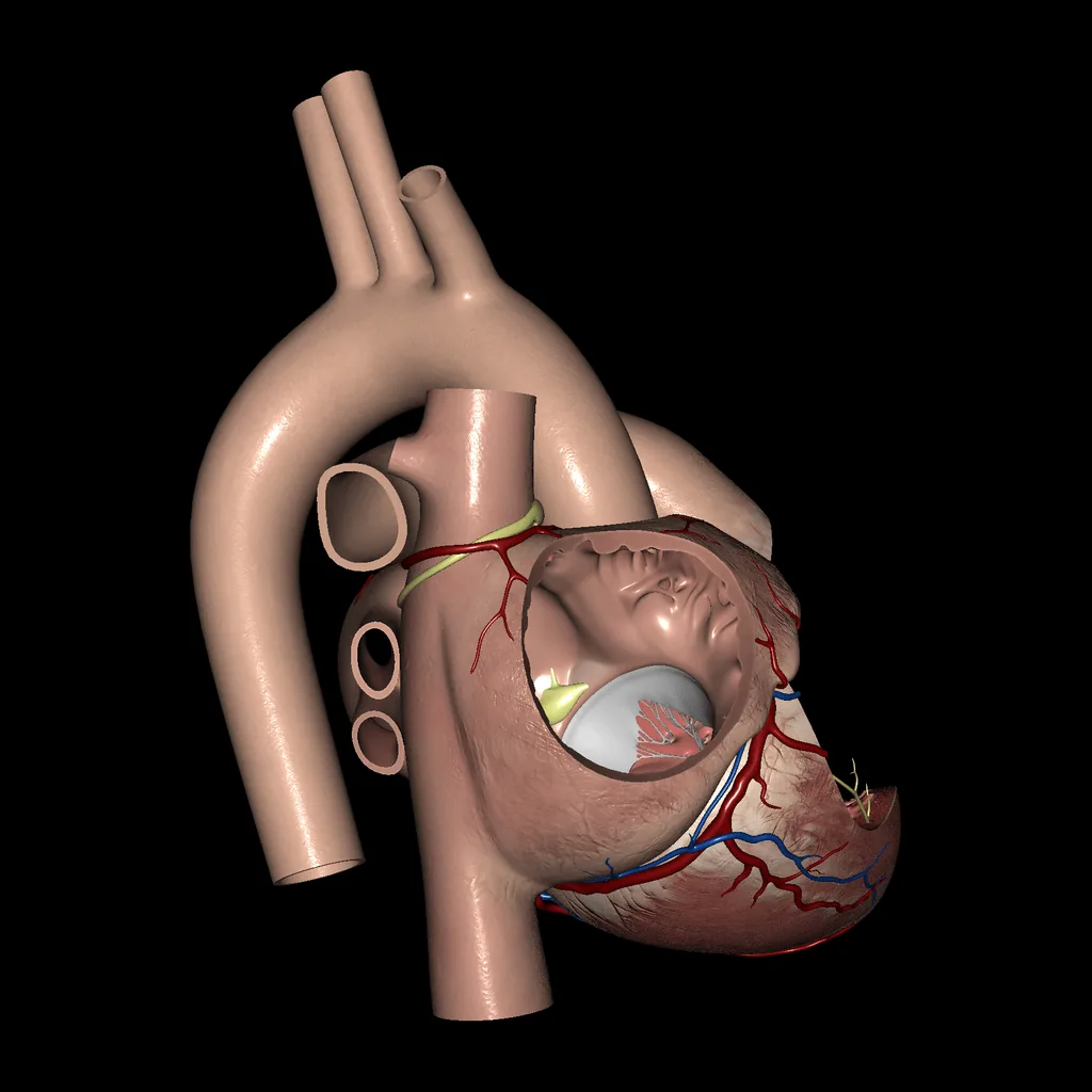 Heart (Atria and Ventricles), lateral view