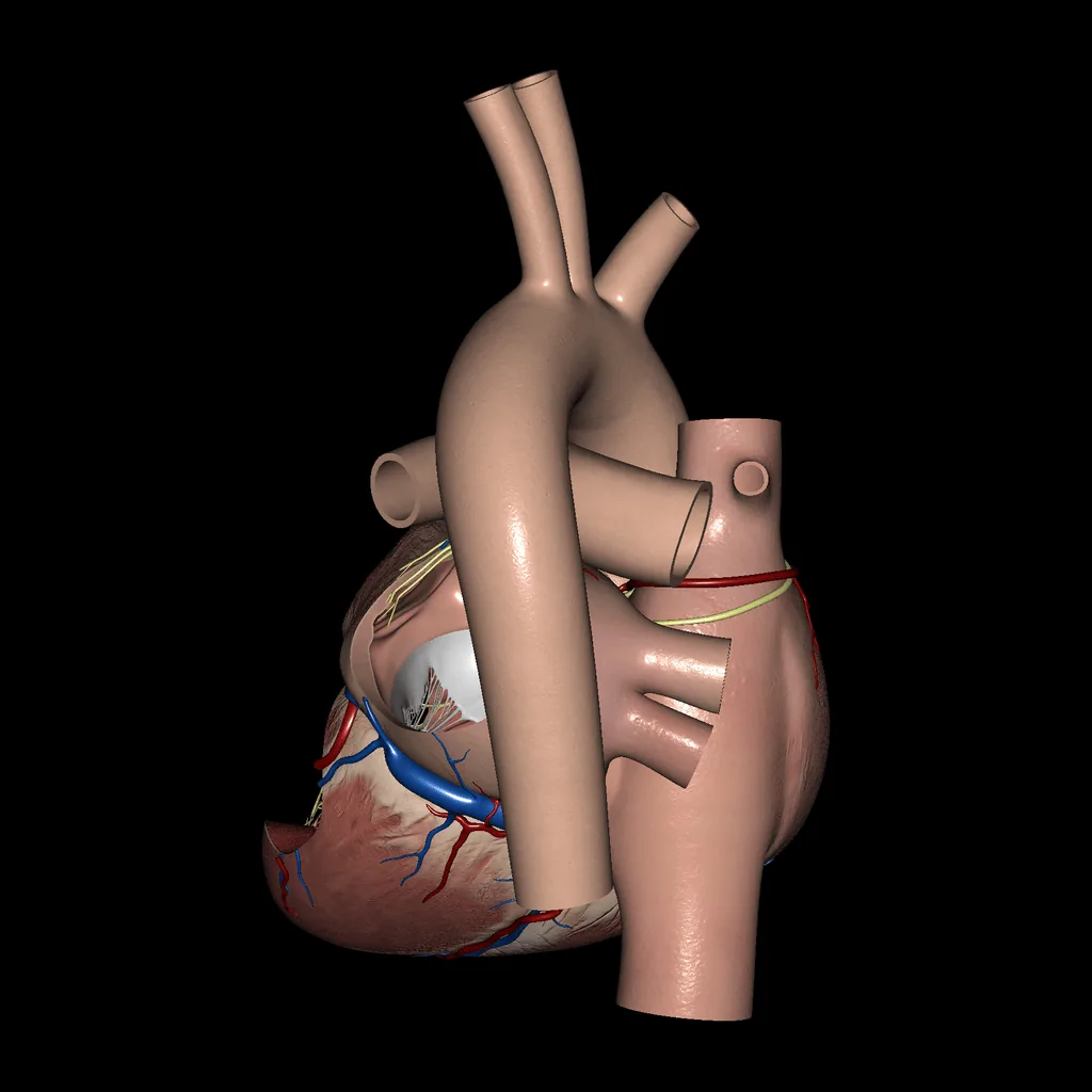 Heart (Atria and Ventricles), posterior view