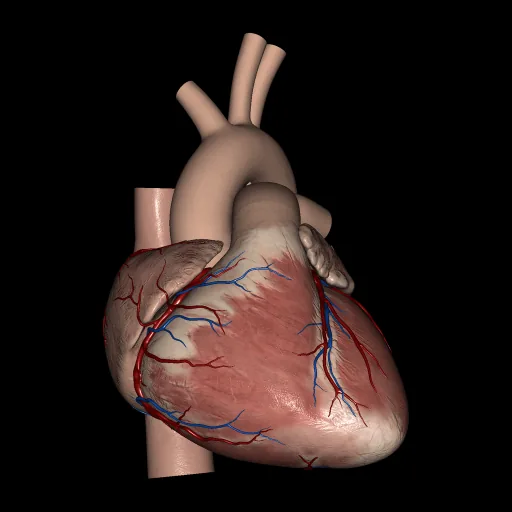 Heart (External view), anterior view