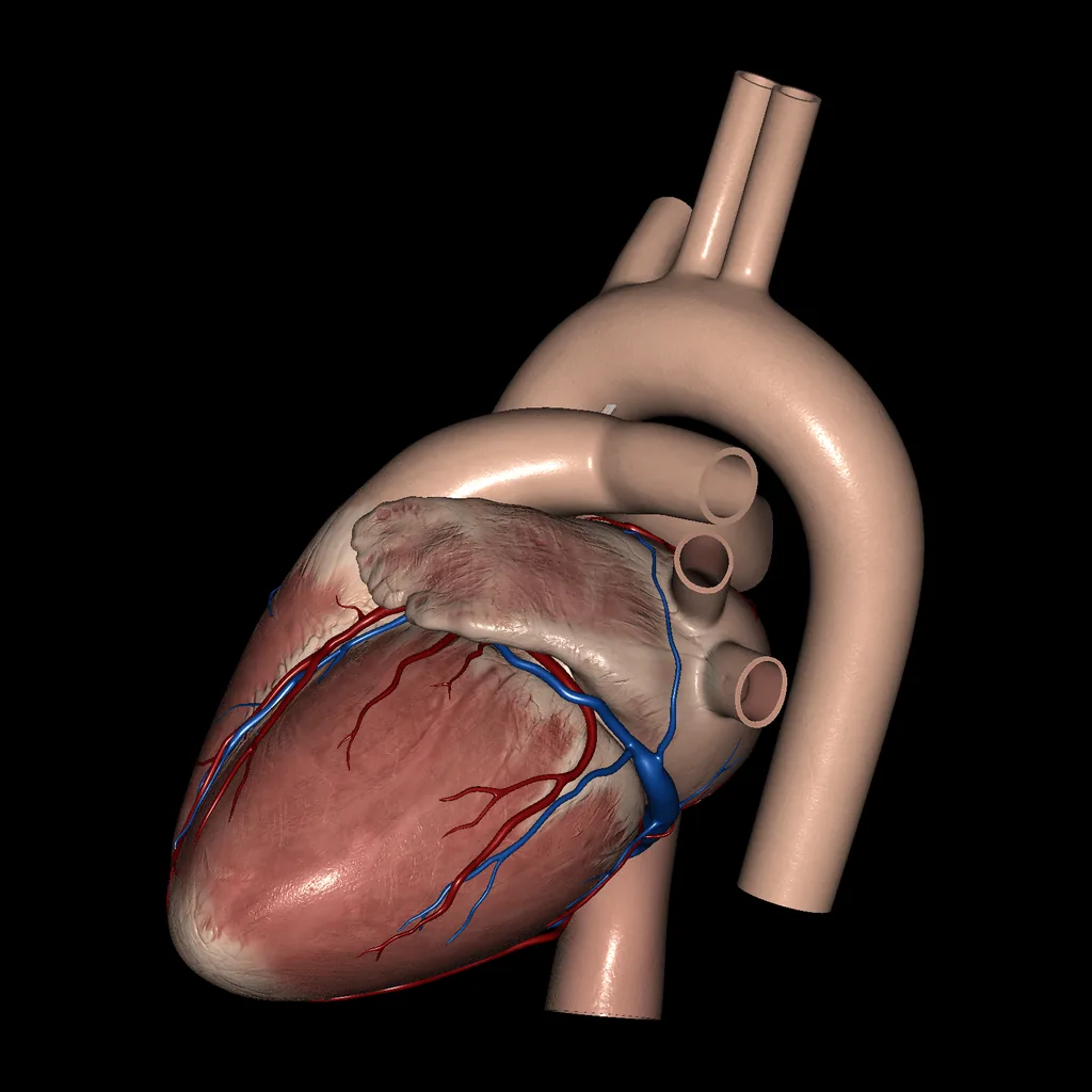 Heart (External view), medial view