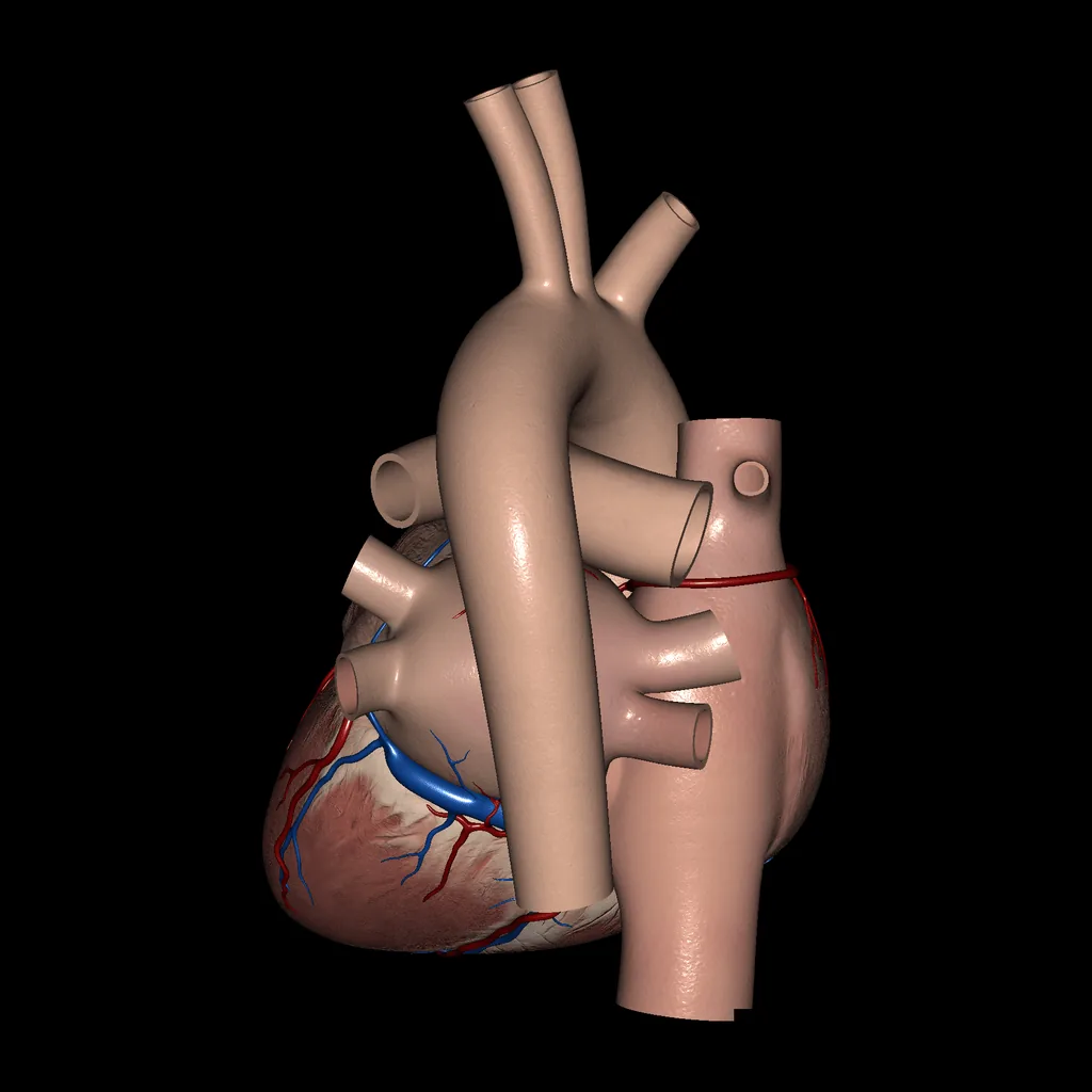 Heart (External view), posterior view