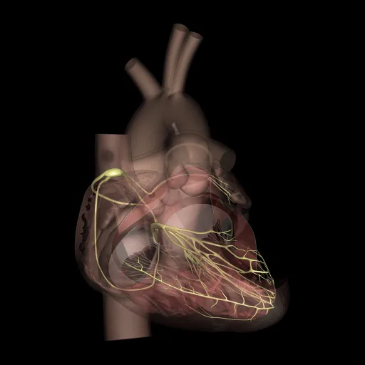 Heart (Nerves), anterior view