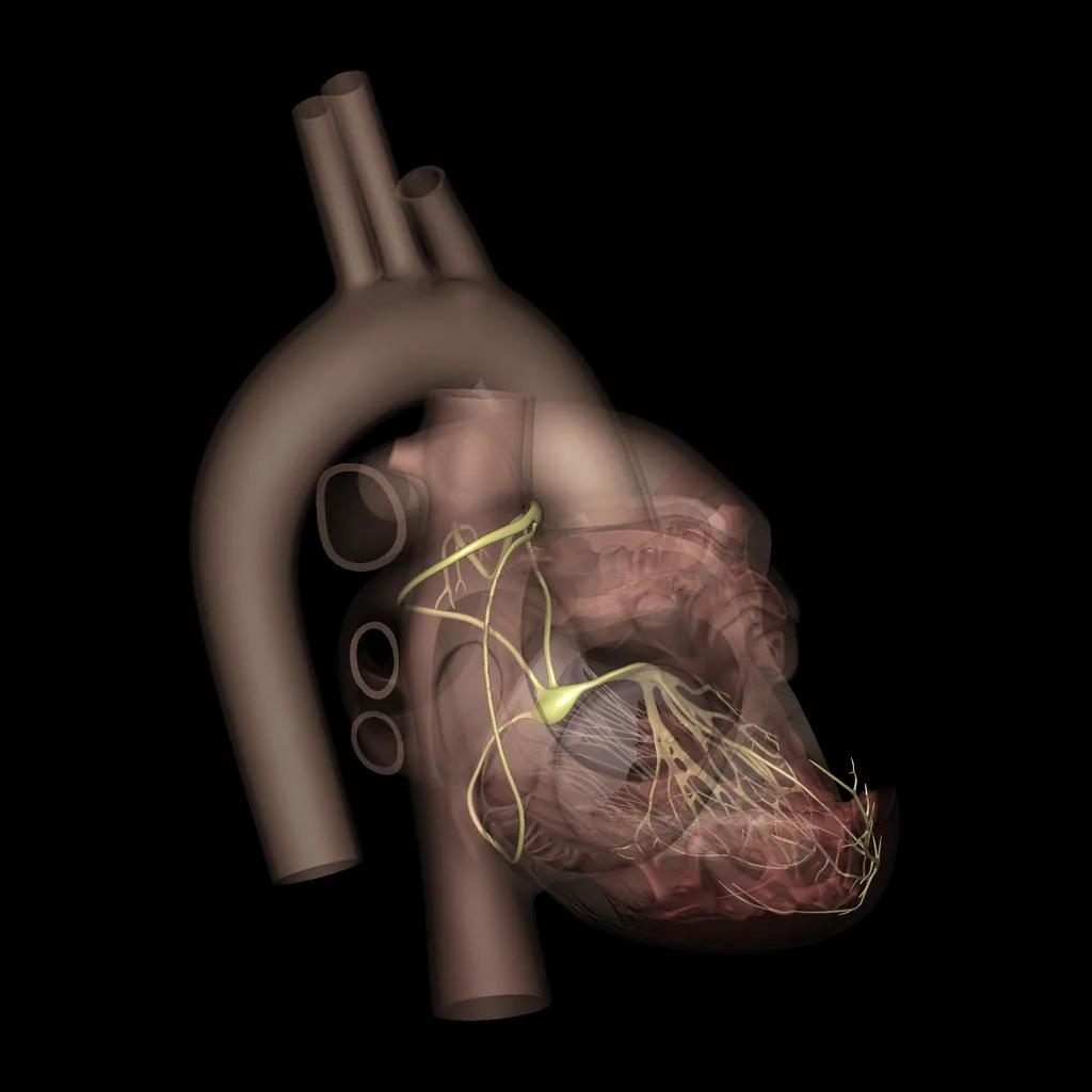 Heart (Nerves), lateral view