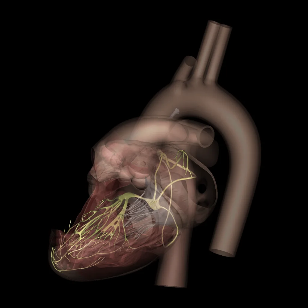 Heart (Nerves), medial view