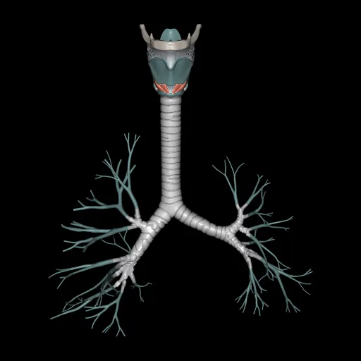 Larynx, Trachea, Bronchi, anterior view