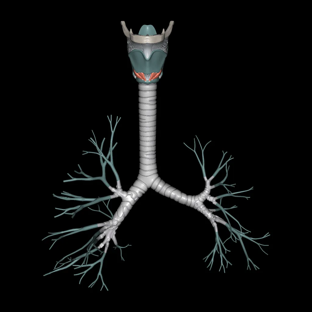 Larynx, Trachea, Bronchi, anterior view