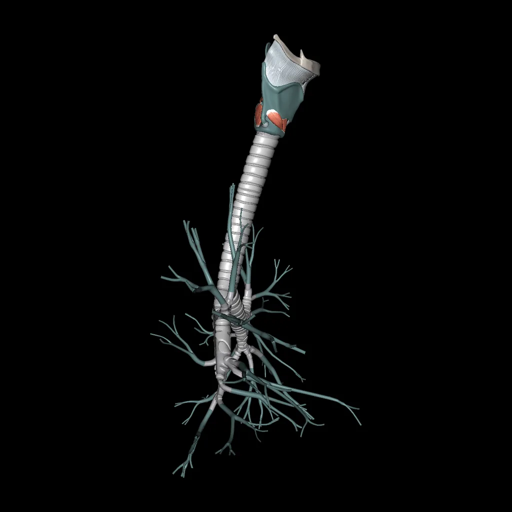 Larynx, Trachea, Bronchi, lateral view