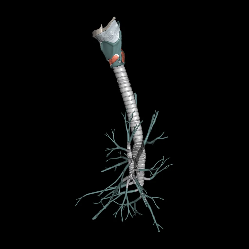 Larynx, Trachea, Bronchi, medial view