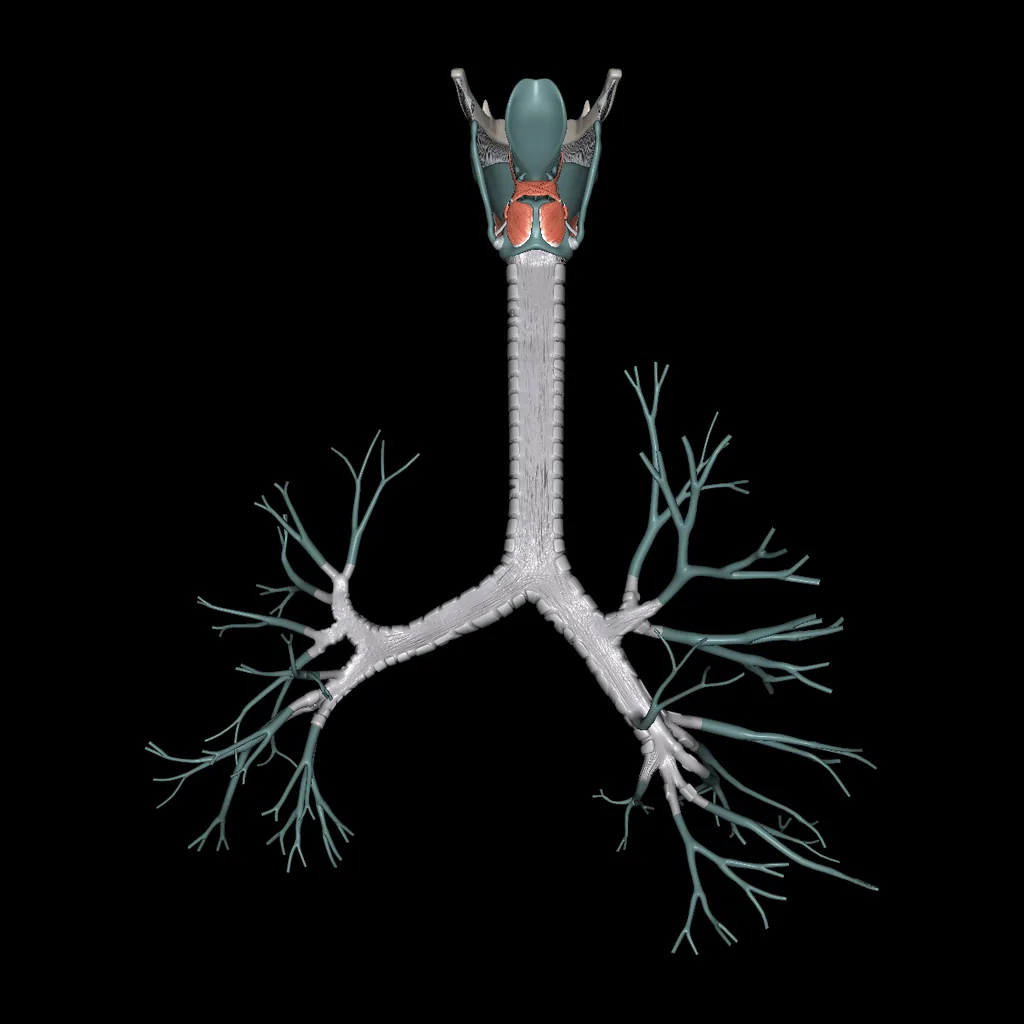Larynx, Trachea, Bronchi, posterior view