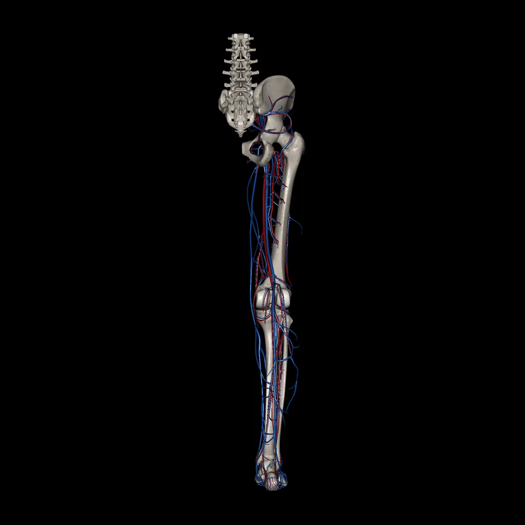 Lower limb (Arteries and Veins), posterior view