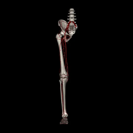 Lower limb (Arteries), anterior view