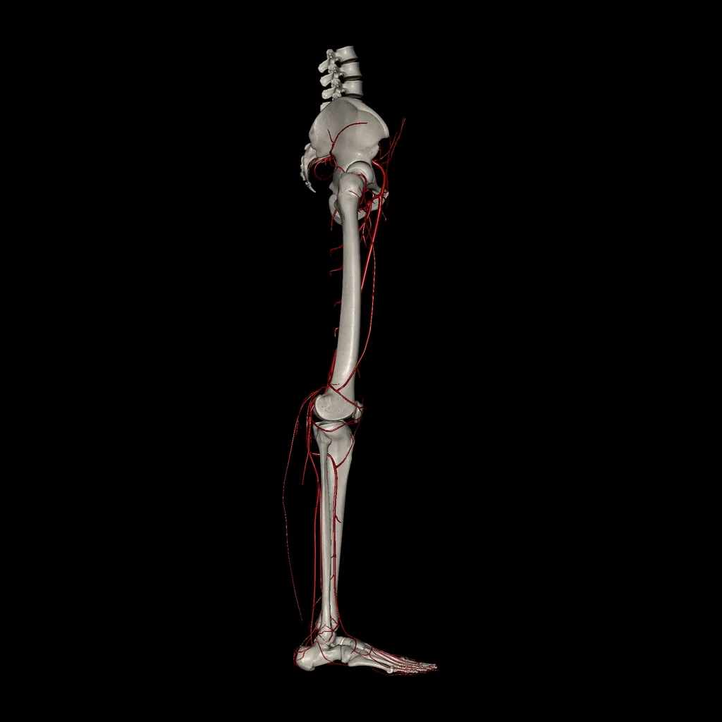 Lower limb (Arteries), lateral view