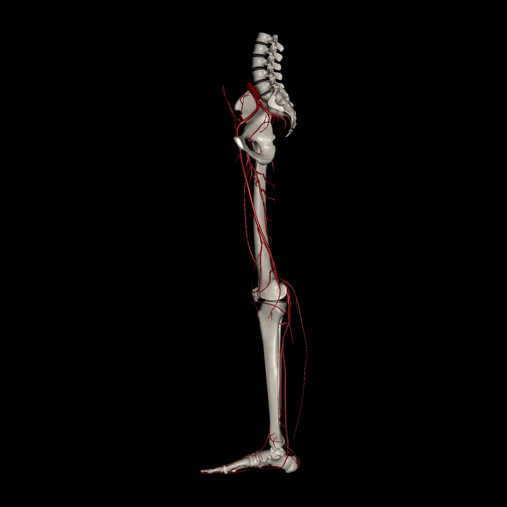 Lower limb (Arteries), medial view