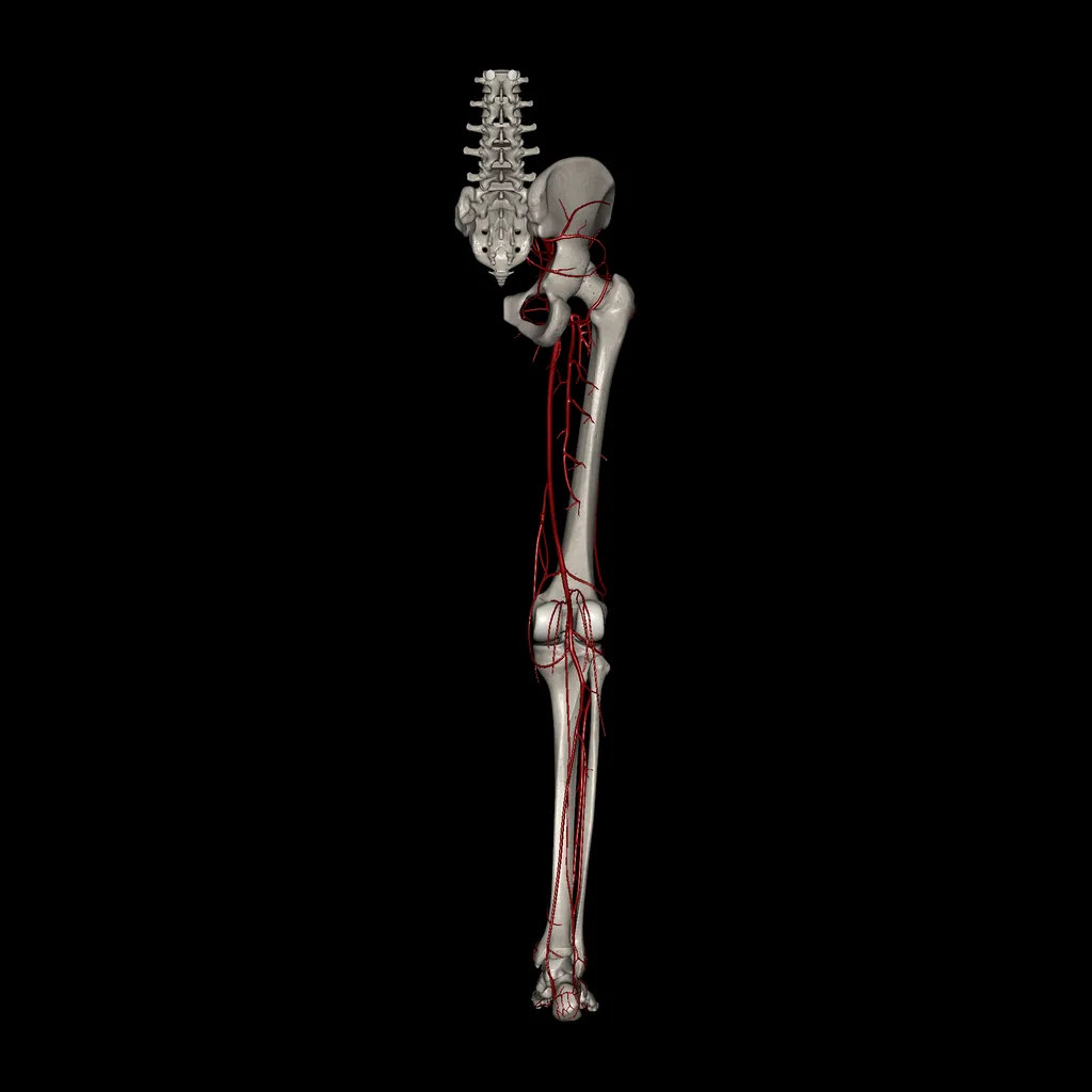 Lower limb (Arteries), posterior view