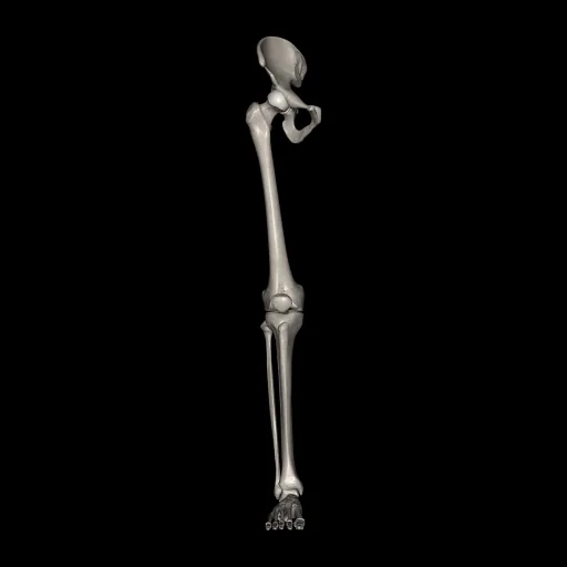 Lower limb (Bones), anterior view