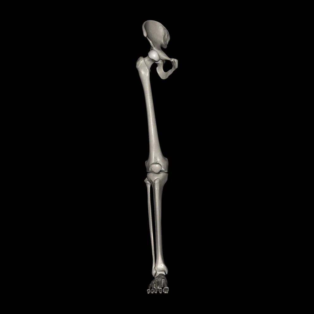 Lower limb (Bones), anterior view