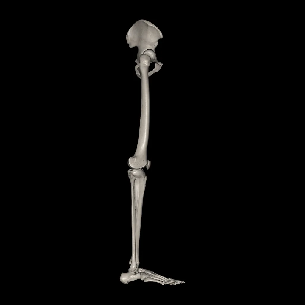 Lower limb (Bones), lateral view