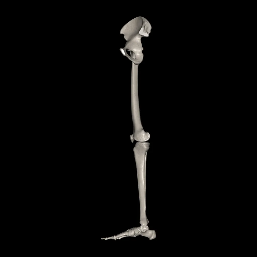 Lower limb (Bones), medial view