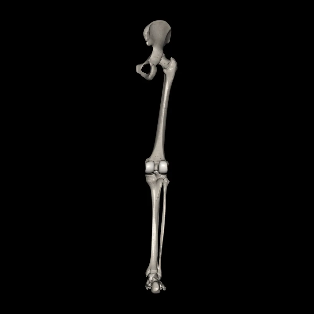 Lower limb (Bones), posterior view