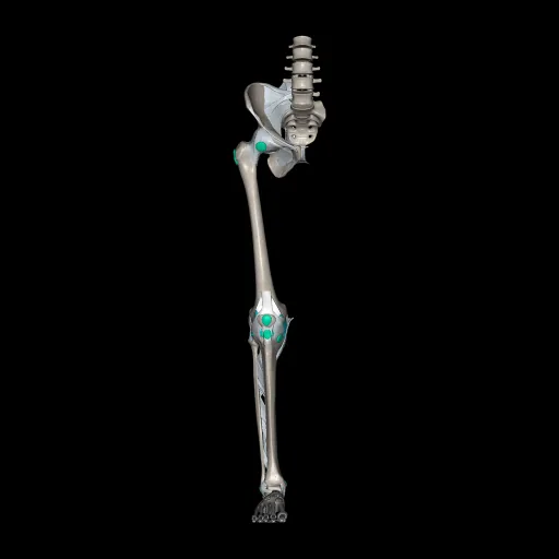 Lower limb (Ligaments and bones), anterior view