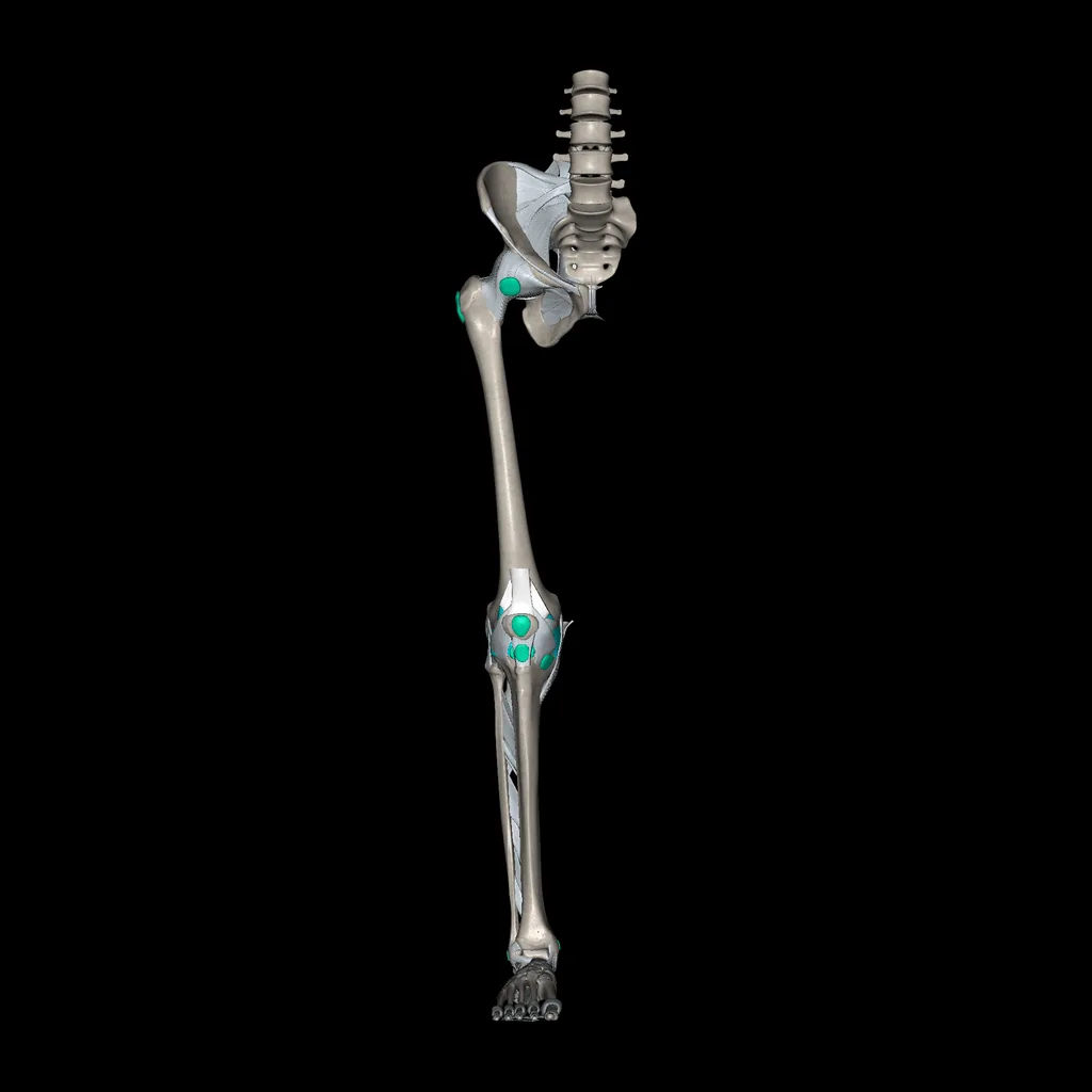 Lower limb (Ligaments and bones), anterior view