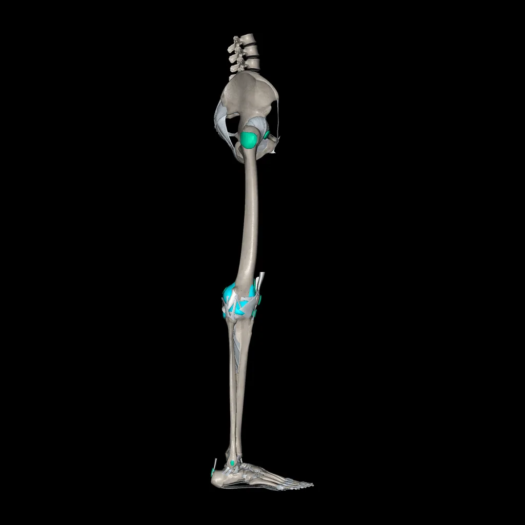Lower limb (Ligaments and bones), lateral view
