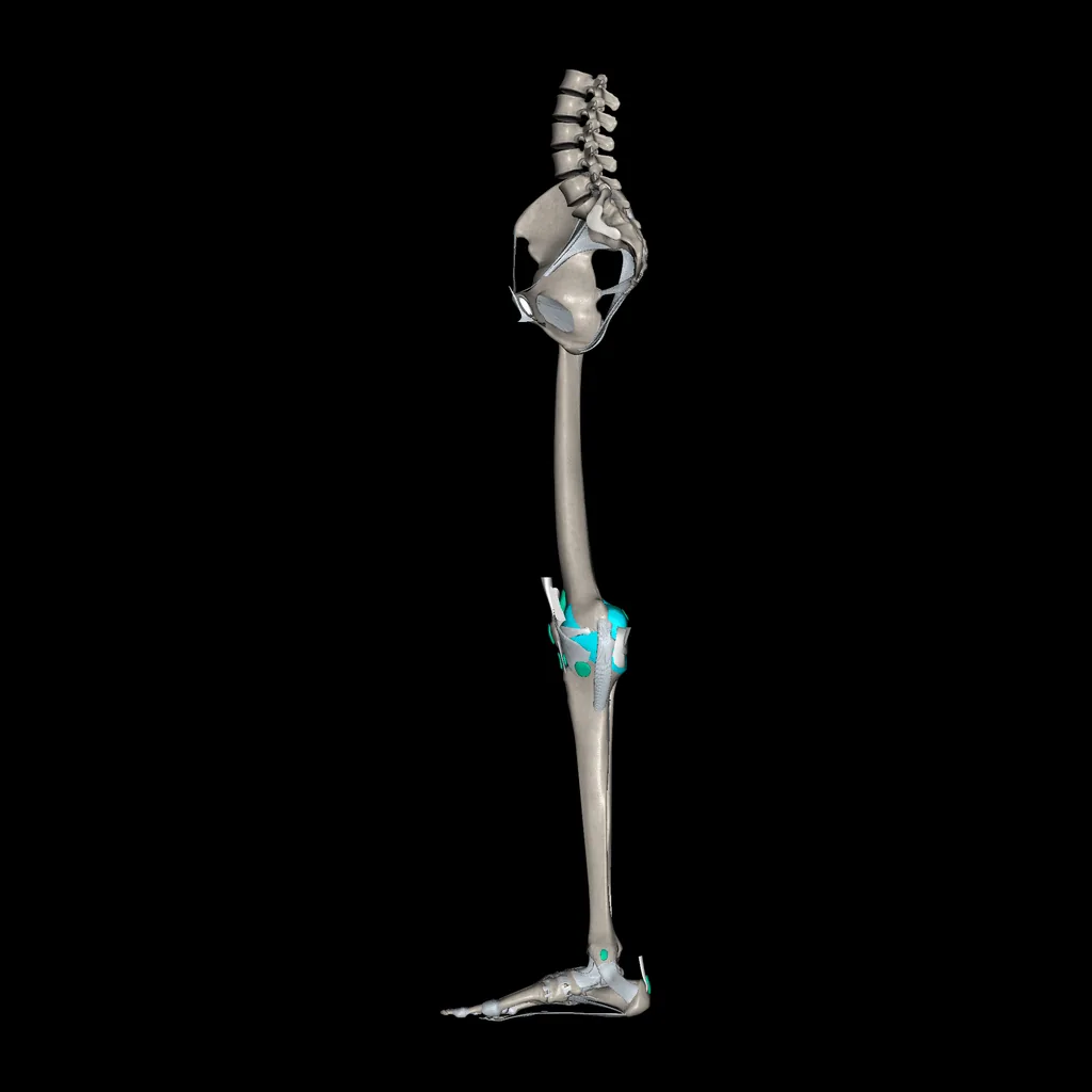 Lower limb (Ligaments and bones), medial view