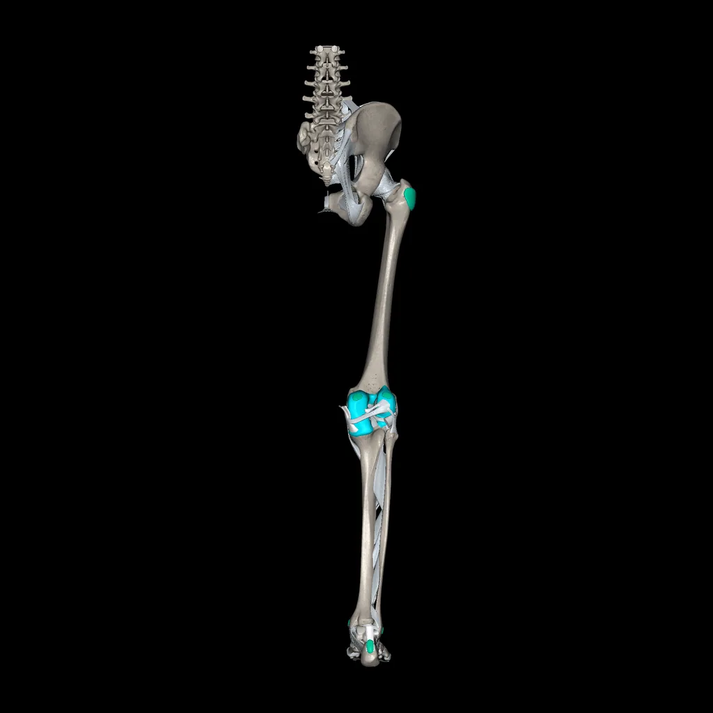 Lower limb (Ligaments and bones), posterior view